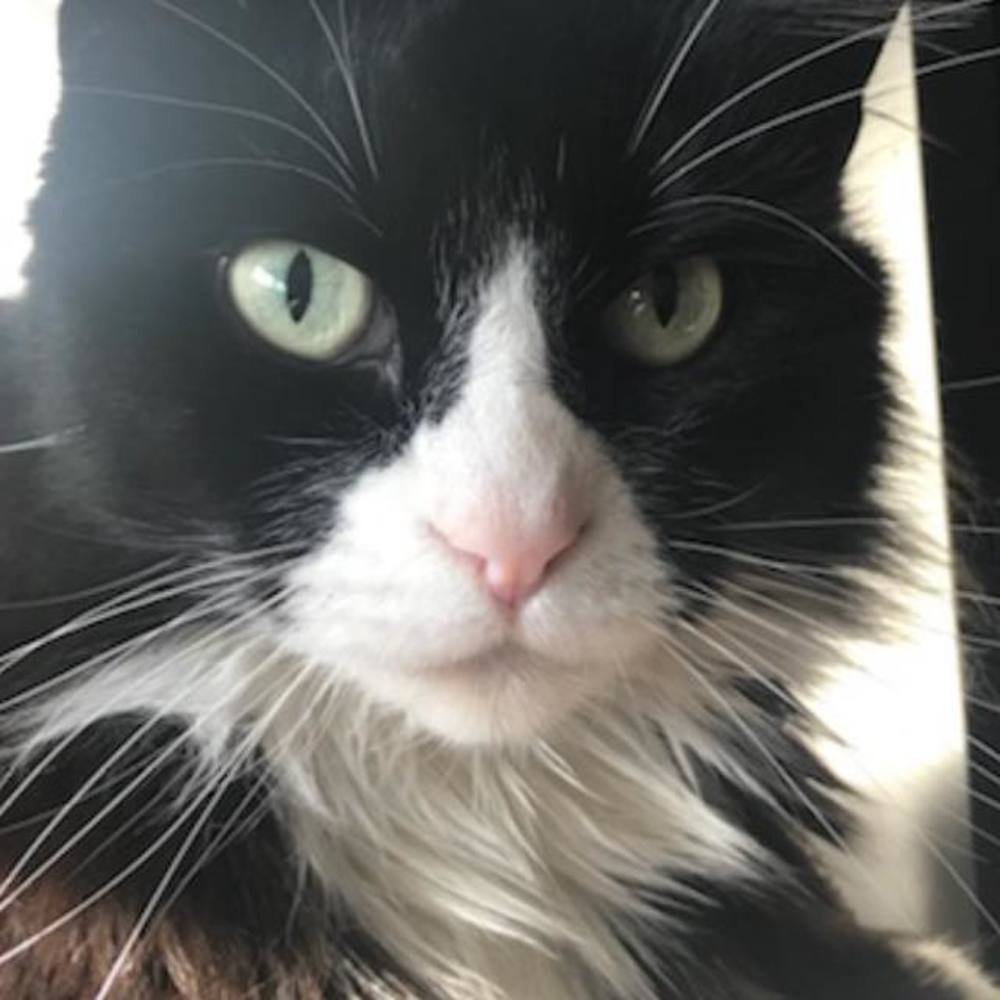 Meet your Posher, Brant